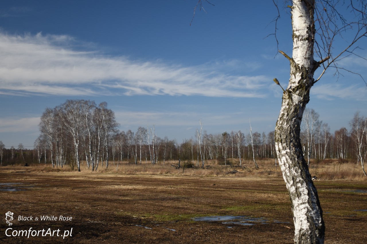 Torfowisko Wielkie Błoto polana z ambony